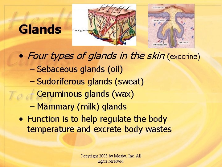 Glands • Four types of glands in the skin (exocrine) – Sebaceous glands (oil)