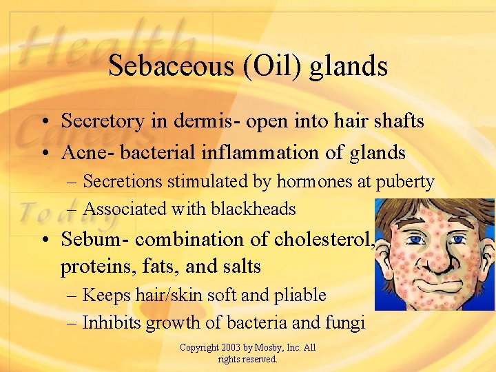 Sebaceous (Oil) glands • Secretory in dermis- open into hair shafts • Acne- bacterial