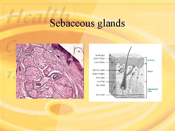 Sebaceous glands 