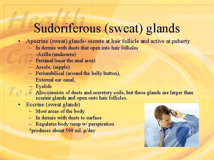 Sudoriferous (sweat) glands • Apocrine (sweat) glands- secrete at hair follicle and active at