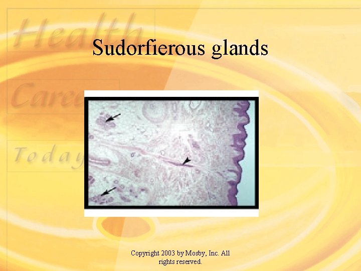 Sudorfierous glands Copyright 2003 by Mosby, Inc. All rights reserved. 
