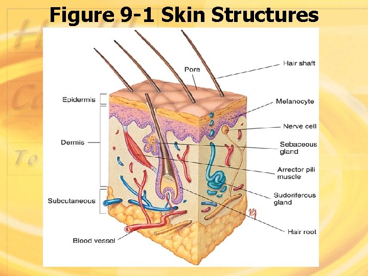 Figure 9 -1 Skin Structures 