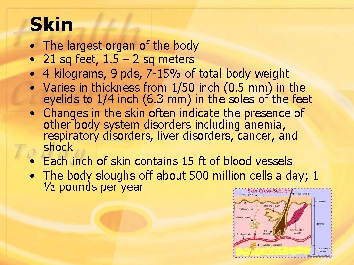 Skin • • The largest organ of the body 21 sq feet, 1. 5