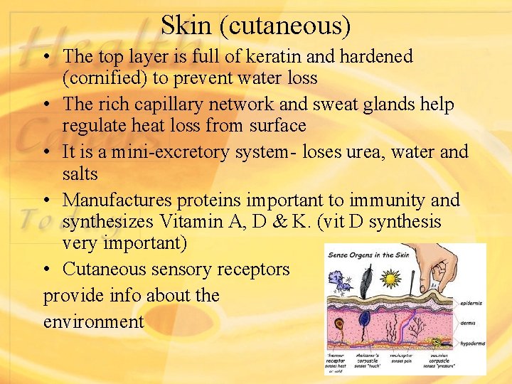 Skin (cutaneous) • The top layer is full of keratin and hardened (cornified) to