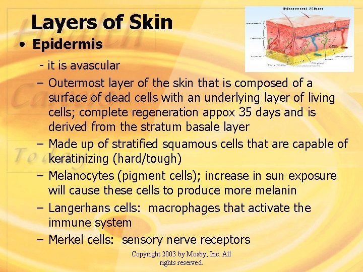 Layers of Skin • Epidermis - it is avascular – Outermost layer of the