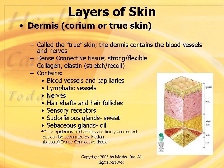 Layers of Skin • Dermis (corium or true skin) – Called the “true” skin;