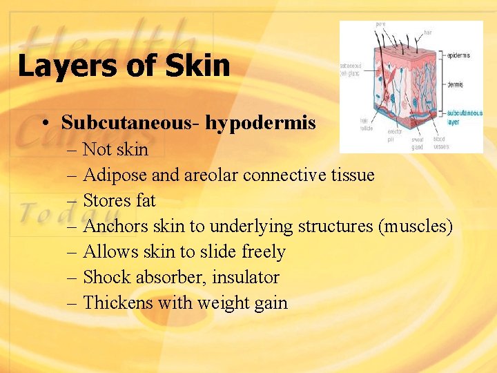 Layers of Skin • Subcutaneous- hypodermis – Not skin – Adipose and areolar connective