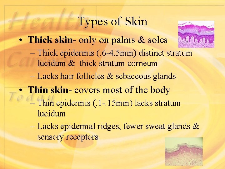 Types of Skin • Thick skin- only on palms & soles – Thick epidermis