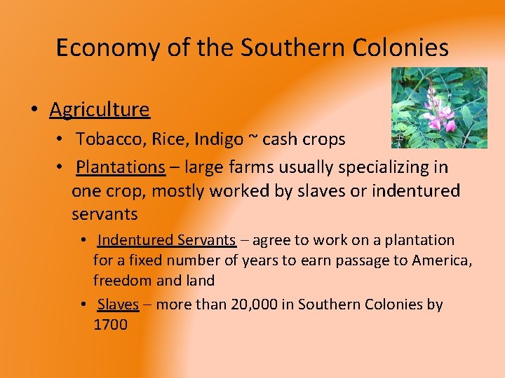 Economy of the Southern Colonies • Agriculture • Tobacco, Rice, Indigo ~ cash crops