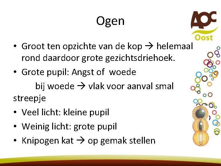 Ogen • Groot ten opzichte van de kop helemaal rond daardoor grote gezichtsdriehoek. •