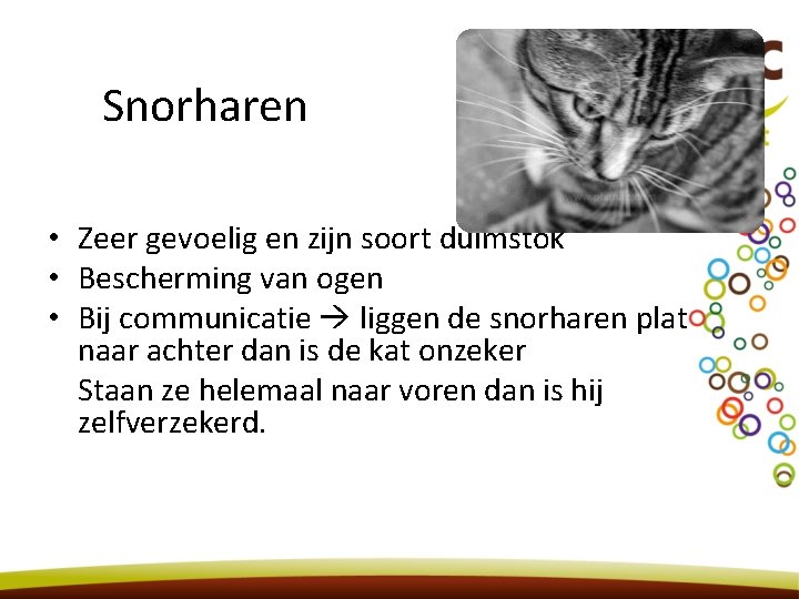 Snorharen • Zeer gevoelig en zijn soort duimstok • Bescherming van ogen • Bij