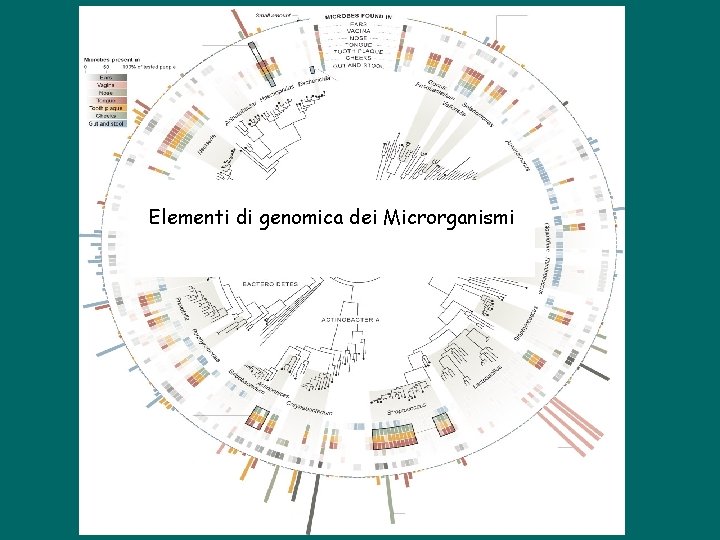 Elementi di genomica dei Microrganismi 