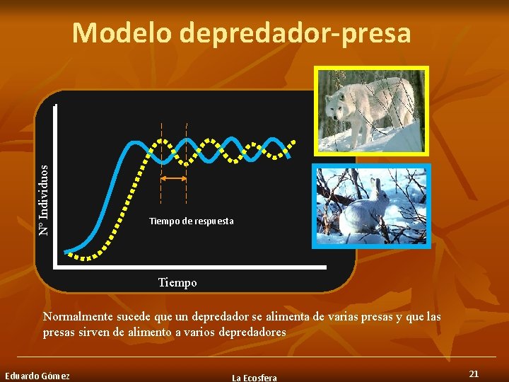 Nº Individuos Modelo depredador-presa Tiempo de respuesta Tiempo Normalmente sucede que un depredador se