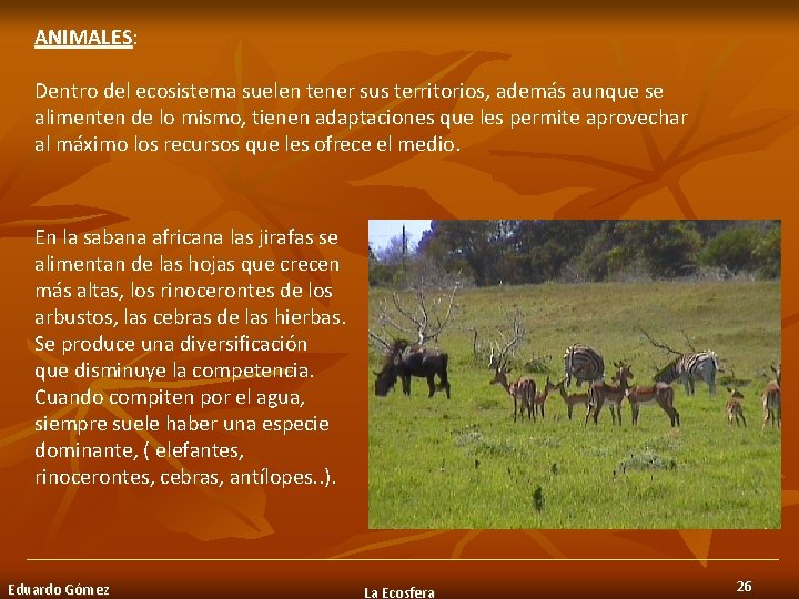 ANIMALES: ANIMALES Dentro del ecosistema suelen tener sus territorios, además aunque se alimenten de