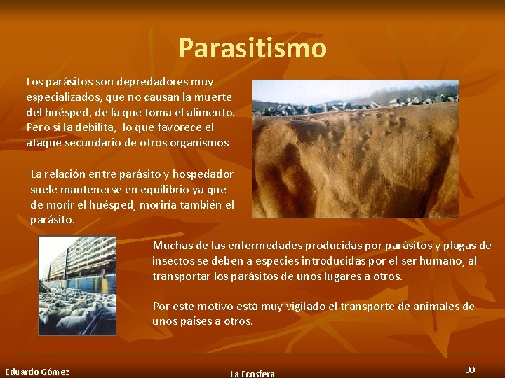 Parasitismo Los parásitos son depredadores muy especializados, que no causan la muerte del huésped,