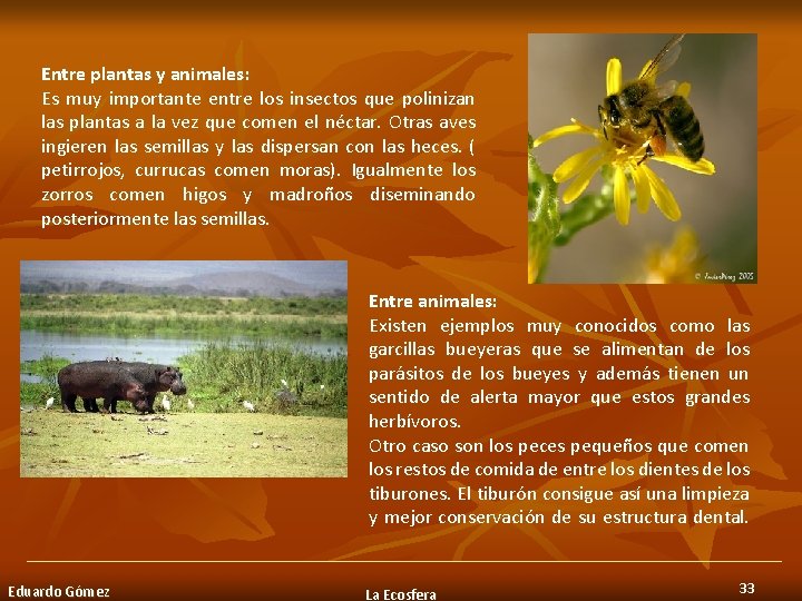 Entre plantas y animales: Es muy importante entre los insectos que polinizan las plantas