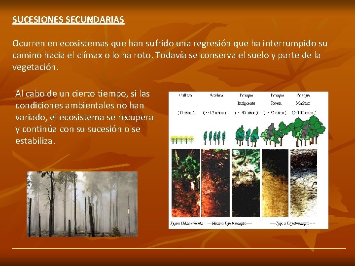 SUCESIONES SECUNDARIAS Ocurren en ecosistemas que han sufrido una regresión que ha interrumpido su