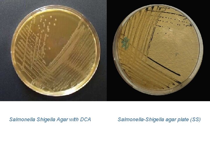 Salmonella Shigella Agar with DCA Salmonella-Shigella agar plate (SS) 