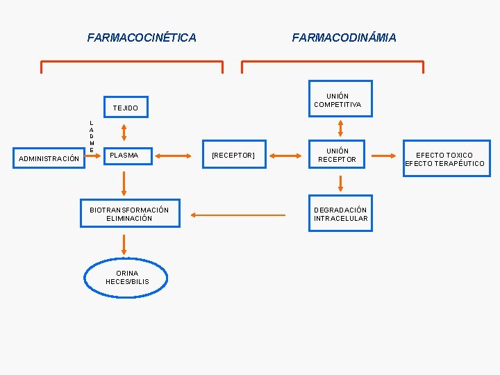 FARMACOCINÉTICA FARMACODINÁMIA UNIÓN COMPETITIVA TEJIDO L A D M E ADMINISTRACIÓN PLASMA BIOTRANSFORMACIÓN ELIMINACIÓN FARMACOCINÉTICA FARMACODINÁMIA UNIÓN COMPETITIVA TEJIDO L A D M E ADMINISTRACIÓN PLASMA BIOTRANSFORMACIÓN ELIMINACIÓN