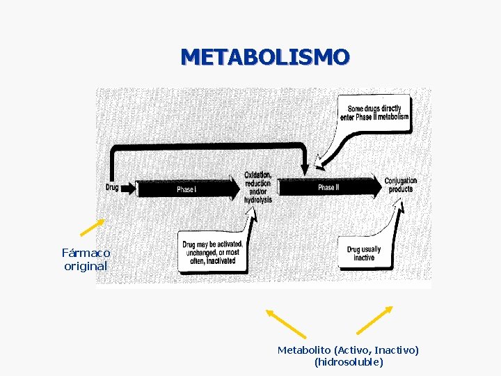 METABOLISMO Fármaco original Metabolito (Activo, Inactivo) (hidrosoluble) METABOLISMO Fármaco original Metabolito (Activo, Inactivo) (hidrosoluble)