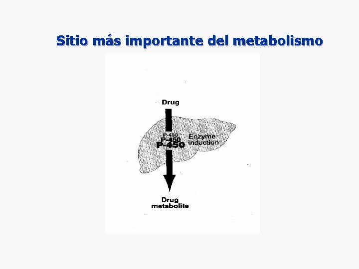 Sitio más importante del metabolismo Sitio más importante del metabolismo
