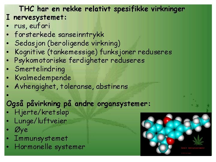 THC har en rekke relativt spesifikke virkninger nervesystemet: rus, eufori forsterkede sanseinntrykk Sedasjon (beroligende