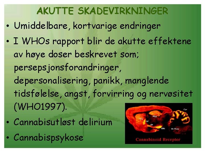AKUTTE SKADEVIRKNINGER • Umiddelbare, kortvarige endringer • I WHOs rapport blir de akutte effektene