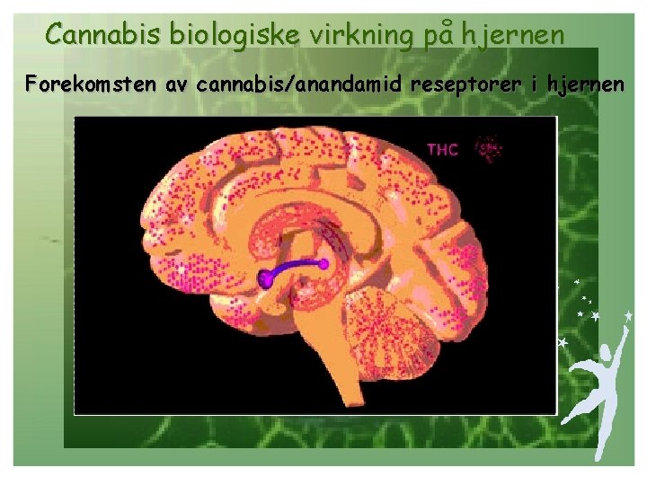 Cannabis biologiske virkning på hjernen Forekomsten av cannabis/anandamid reseptorer i hjernen 