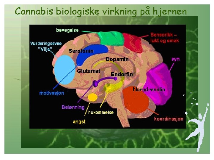 Cannabis biologiske virkning på hjernen Serotonin Dopamin Glutamat Endorfin Noradrenalin 