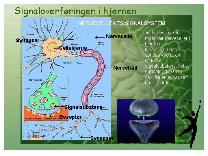Signaloverføringer i hjernen NERVECELLENES SIGNALSYSTEM ← Nervecelle Synapser→ ←Cellekjerne ←Nervetråd ←Signalsubstans ←Reseptor ←Synapser Det