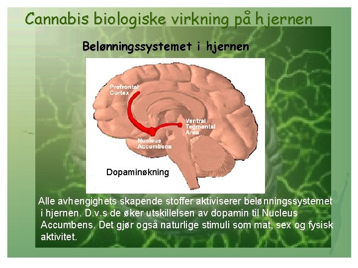 Cannabis biologiske virkning på hjernen Belønningssystemet i hjernen Dopaminøkning Alle avhengighets skapende stoffer aktiviserer