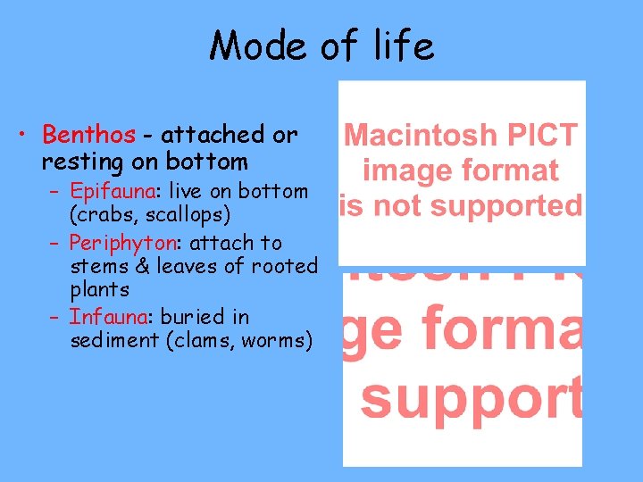 Mode of life • Benthos - attached or resting on bottom – Epifauna: live