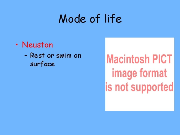 Mode of life • Neuston – Rest or swim on surface 