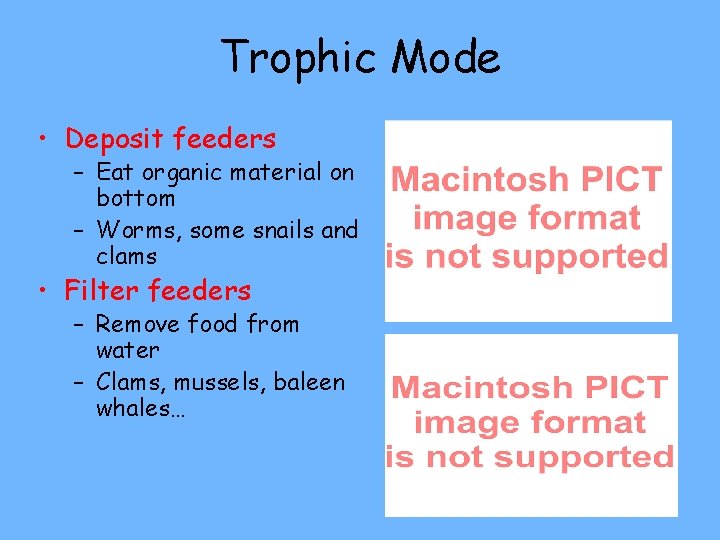 Trophic Mode • Deposit feeders – Eat organic material on bottom – Worms, some
