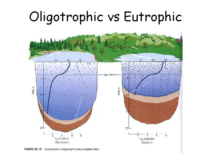 Oligotrophic vs Eutrophic 