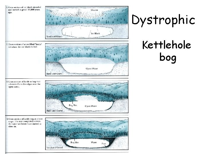 Dystrophic Kettlehole bog 
