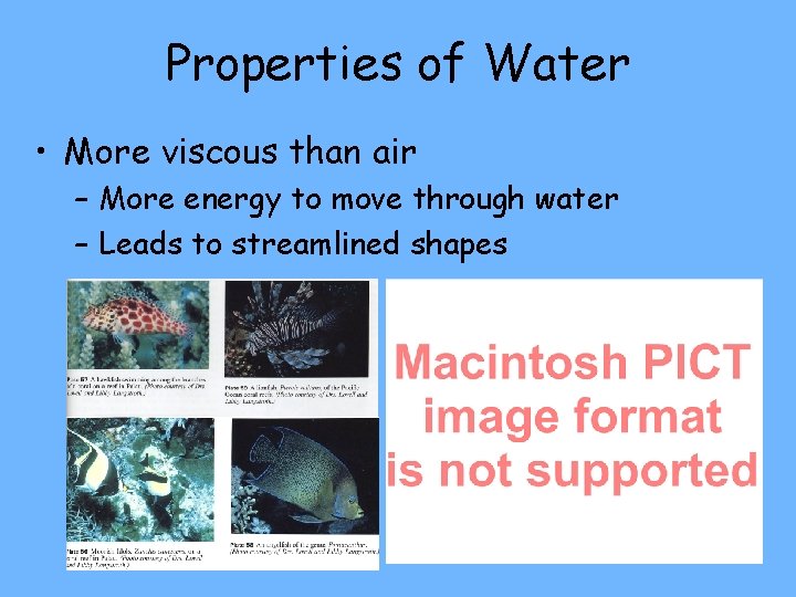 Properties of Water • More viscous than air – More energy to move through