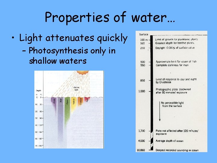Properties of water… • Light attenuates quickly – Photosynthesis only in shallow waters 
