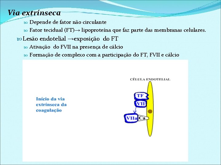 Via extrínseca Depende de fator não circulante Fator tecidual (FT)→ lipoproteína que faz parte