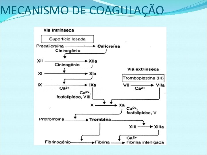 MECANISMO DE COAGULAÇÃO 