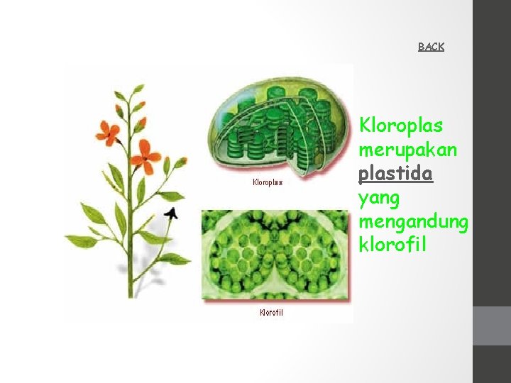 BACK Kloroplas merupakan plastida yang mengandung klorofil 