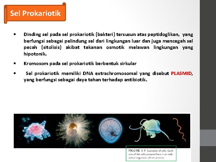 Sel Prokariotik • Dinding sel pada sel prokariotik (bakteri) tersusun atas peptidoglikan, yang berfungsi