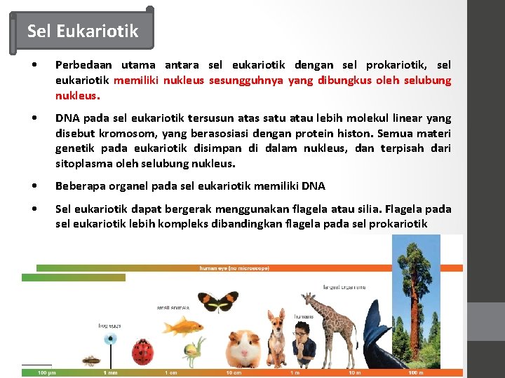 Sel Eukariotik • Perbedaan utama antara sel eukariotik dengan sel prokariotik, sel eukariotik memiliki