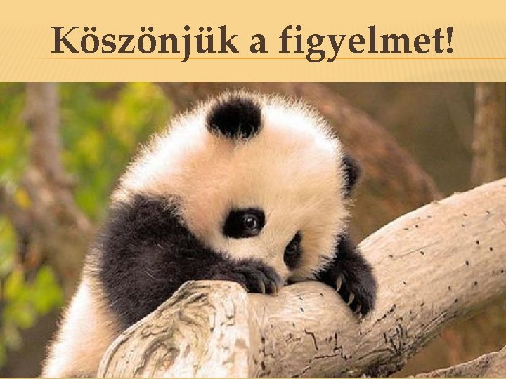 Köszönjük a figyelmet! Köszönjük a figyelmet!