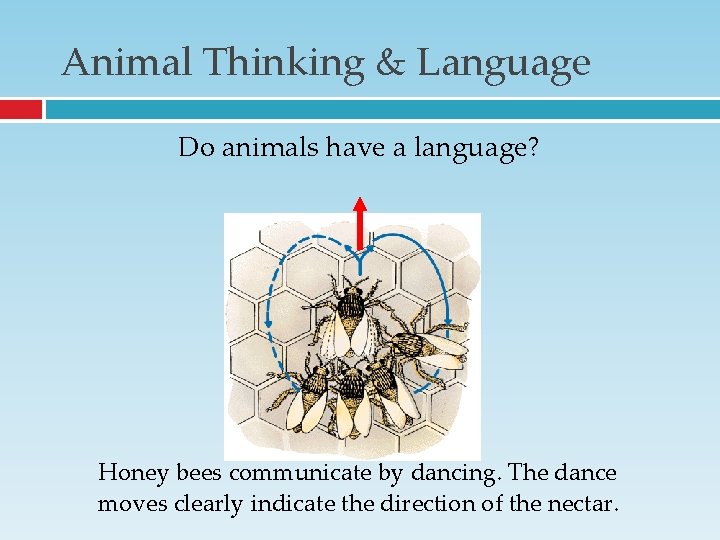 Animal Thinking & Language Do animals have a language? Honey bees communicate by dancing. Animal Thinking & Language Do animals have a language? Honey bees communicate by dancing.