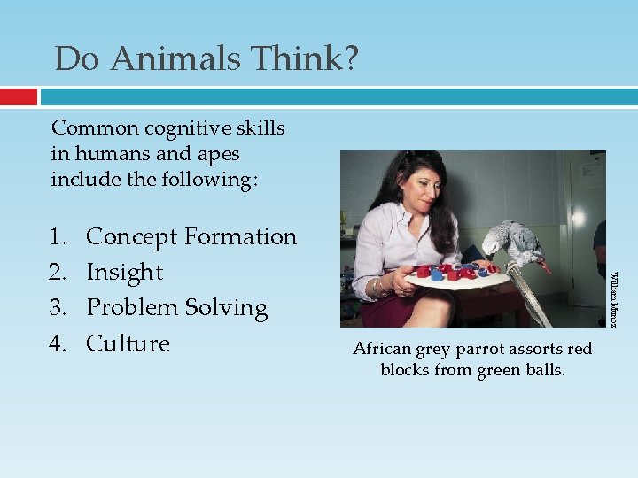 Do Animals Think? Common cognitive skills in humans and apes include the following: Concept Do Animals Think? Common cognitive skills in humans and apes include the following: Concept