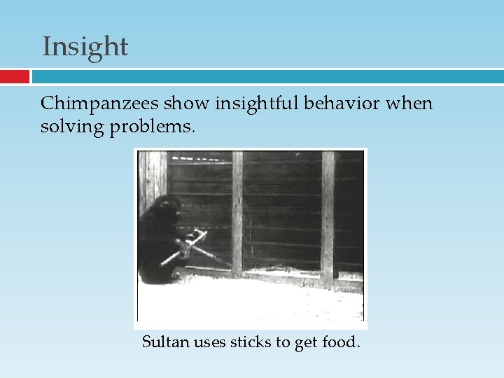 Insight Chimpanzees show insightful behavior when solving problems. Sultan uses sticks to get food. Insight Chimpanzees show insightful behavior when solving problems. Sultan uses sticks to get food.
