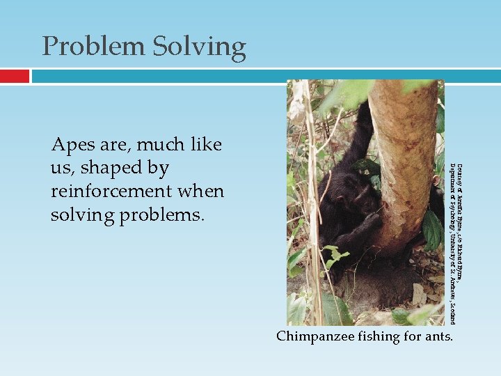 Problem Solving Courtesy of Jennifer Byrne, c/o Richard Byrne, Department of Psychology, University of Problem Solving Courtesy of Jennifer Byrne, c/o Richard Byrne, Department of Psychology, University of