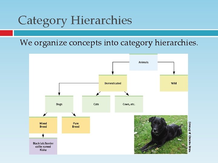 Category Hierarchies We organize concepts into category hierarchies. Courtesy of Christine Brune Category Hierarchies We organize concepts into category hierarchies. Courtesy of Christine Brune