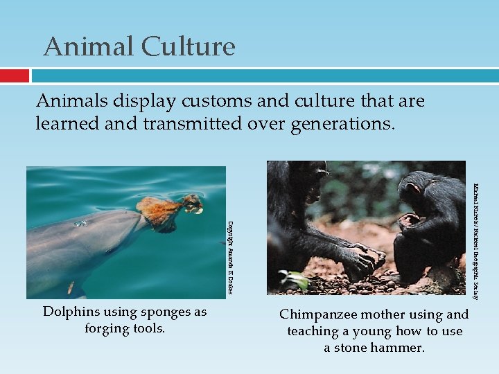 Animal Culture Animals display customs and culture that are learned and transmitted over generations. Animal Culture Animals display customs and culture that are learned and transmitted over generations.